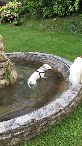 VILLA ANGELICA by null