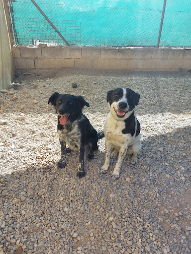Hotel para perros Centro Canino Fontagria