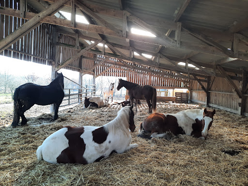 Farm Equestre Du Tréglodé - Thumbnail