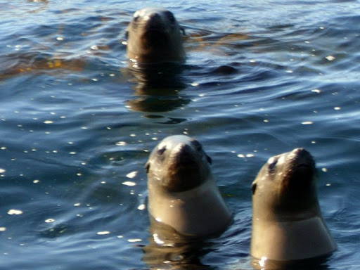 Channel Islands Marine Safari Adventures - Thumbnail