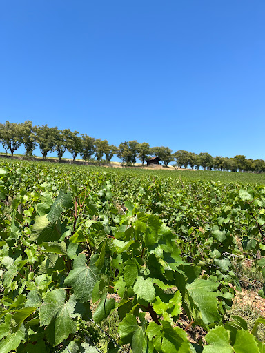 Photo de Château de Lachassagne à Lachassagne (69480)