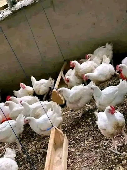 N. I. GODSWILL & CO FARMS