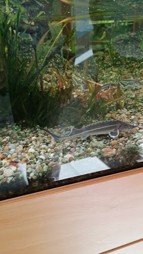 Értékelések erről a helyről: Ökopark, Dunasziget - Parkoló
