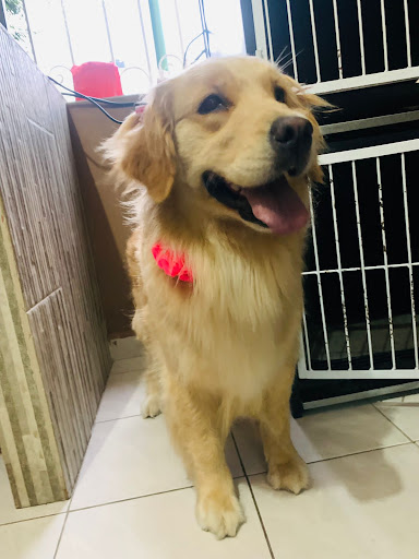 VETERINARIA Y ESTÉTICA CANINA OHANA