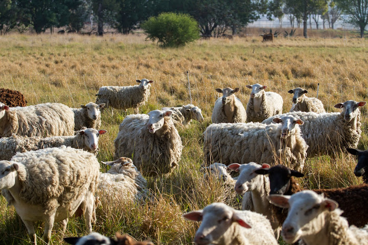 Rancho Santa Marina by null
