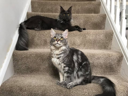Grey Tuono Maine Coons - Thumbnail