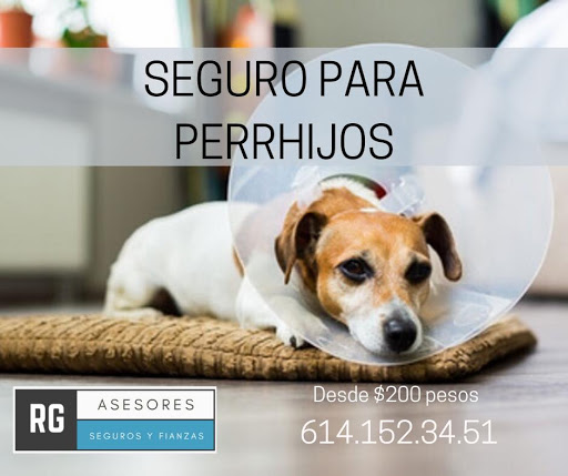RG Seguros y Fianzas Logo