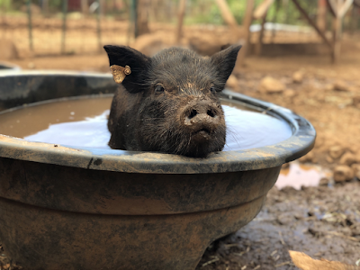 Lahaina Animal Farm & Petting Zoo