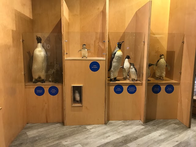 Penguin Parade