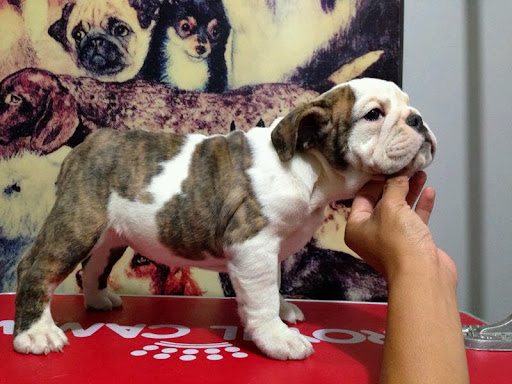 Centro Veterinario PAWS