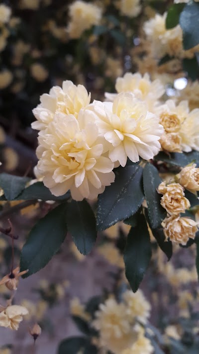 Photos of hashemi park