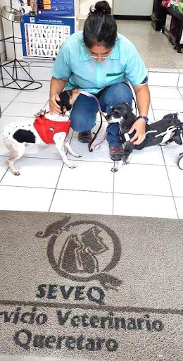 Servicio Veterinario Querétaro (SEVEQ)