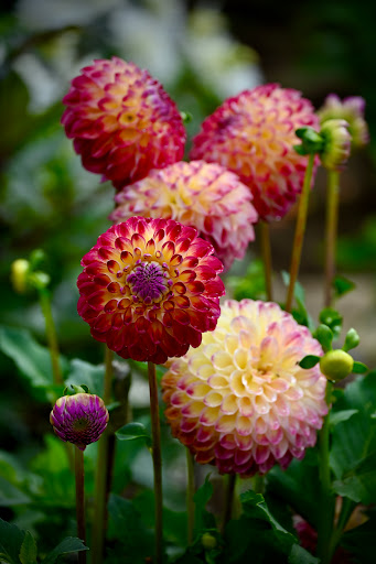 EMDV - Eerste Maastrichtse Dahlia Vereniging - Thumbnail