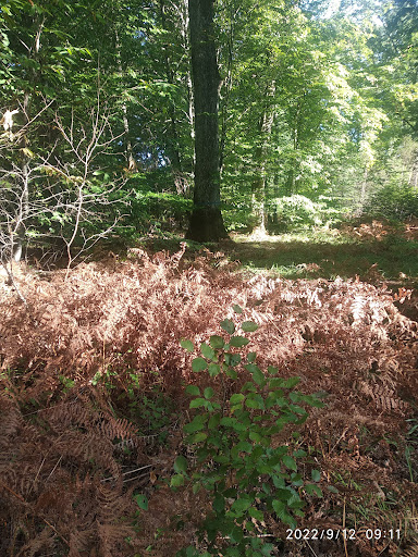 Randonnée dans la Forêt d'Othe - Thumbnail