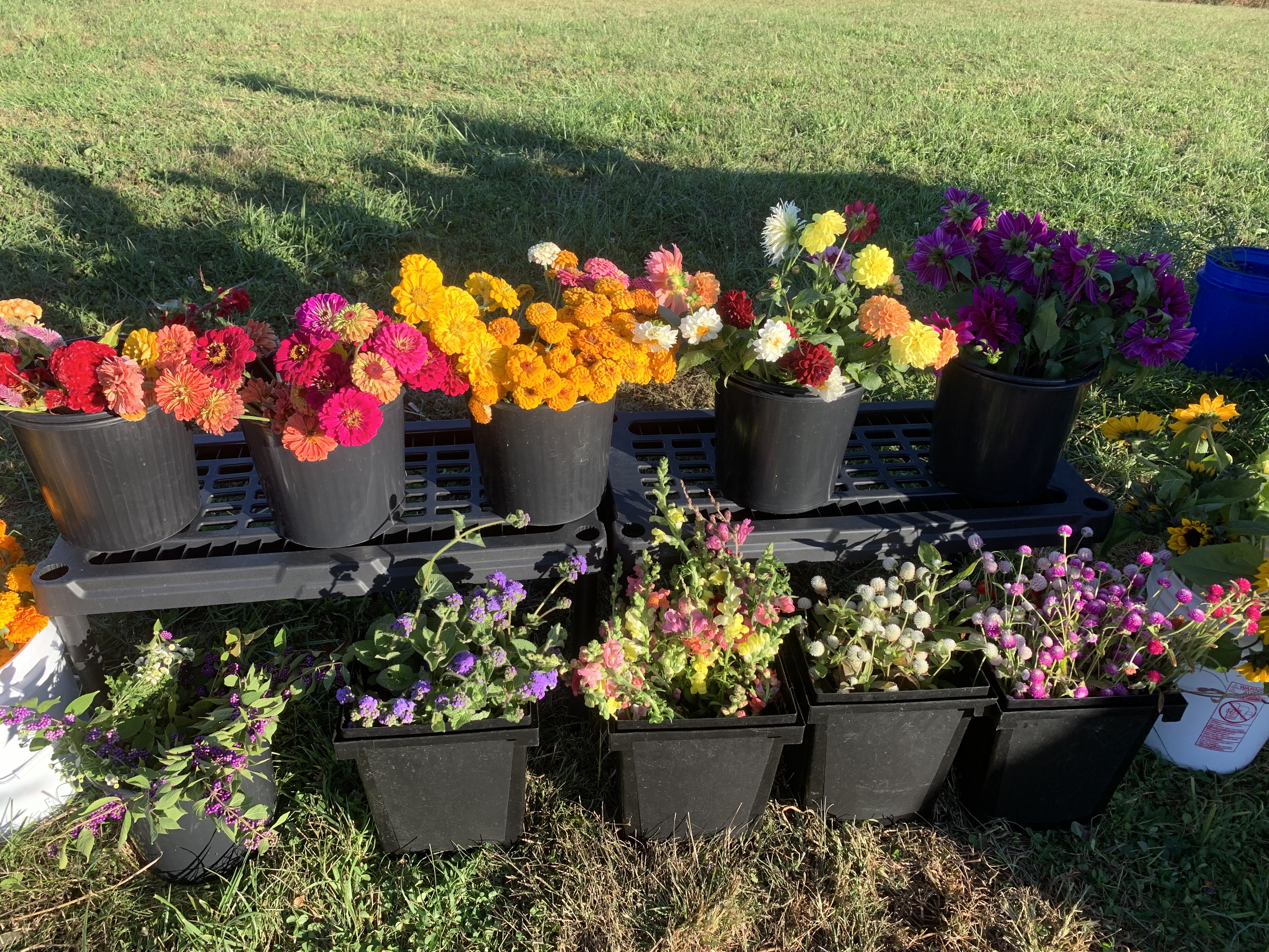 Bountiful Blooms Farm