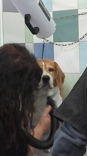 Toelettatura cani e gatti ad Enna Conlacoda - Thumbnail