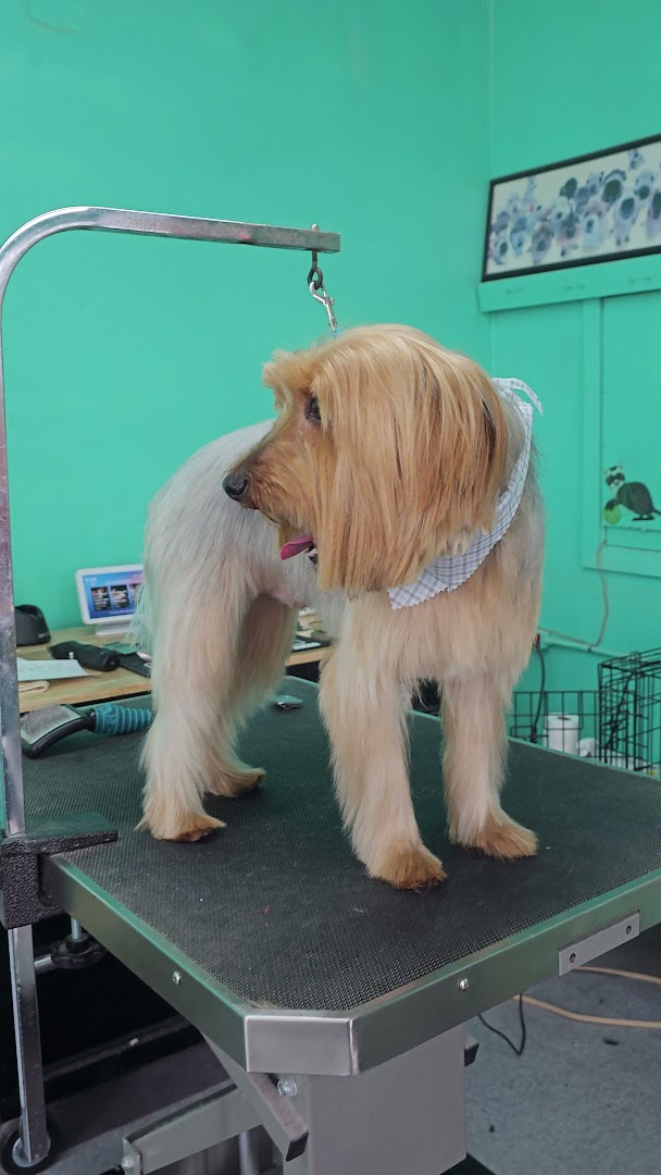 All In One Pet Parlor – Dog & Cat Grooming photo 2