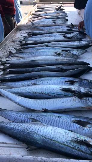 النقاش لتجارة الاسماك الطازجة المملحه المجففه المجمده استيراد تصدير ALNACCACHE - صورة 2