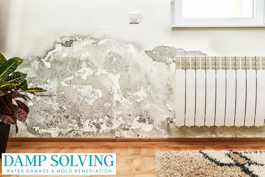 Damp Solving Water & Mold San Antonio photo