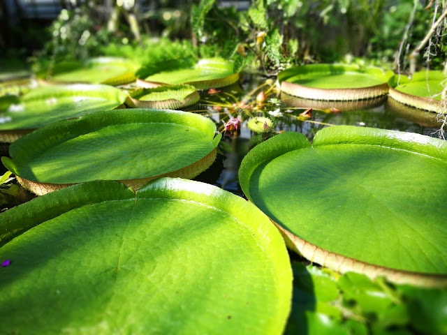 Jardin Botanique du Montet