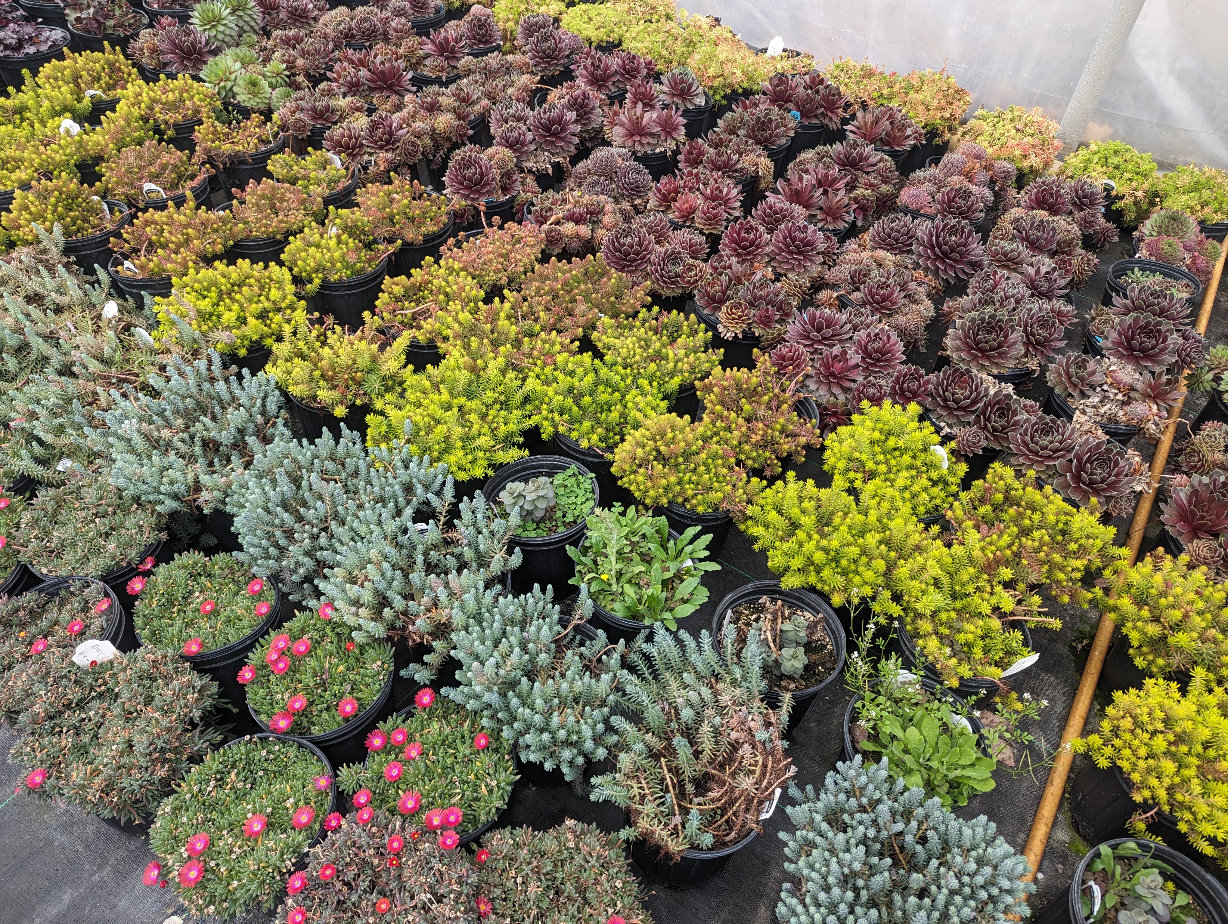 Driver Brothers Greenhouses