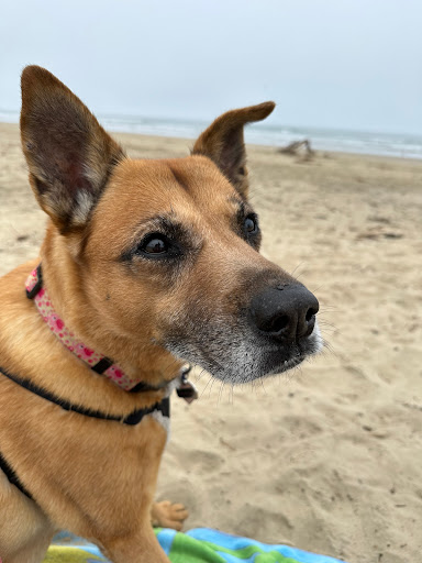 VCA South County Animal Hospital - Thumbnail