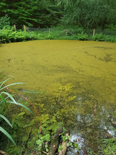 Waldteich Heinrich’s Ruh - Thumbnail