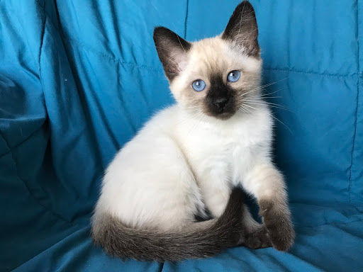 Gambades Balinese Cattery - Thumbnail