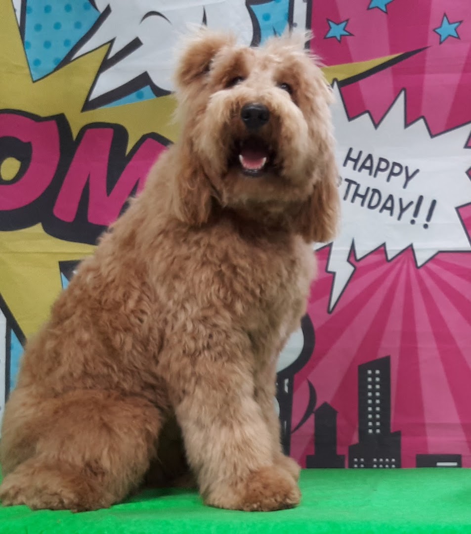 Reu's Corner Pet Spa