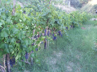 Photos of Il Giardino Di Ausonia B&B