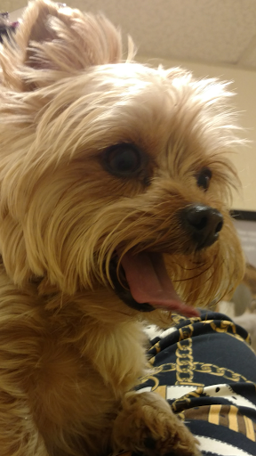 Shadow Lake Animal Hospital - Thumbnail