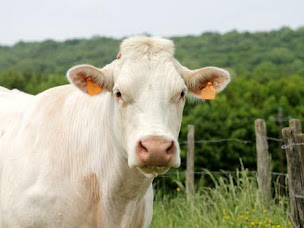 Photo n°3 de Leroux drive à Saint-Romain-de-Colbosc (Boucherie)