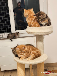 Photo n°4 de Elevage de chat Sibérien - LOOF - Sud -Toulouse - Pau - Tarbes - Lannemezan à Tuzaguet (Éleveur de chats)