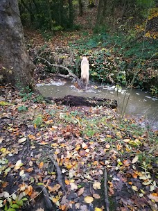 Harrock Wood – National Trust liverpool