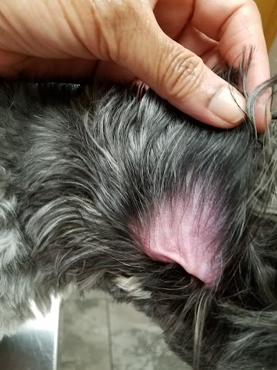 Photos of Gully Animal Hospital