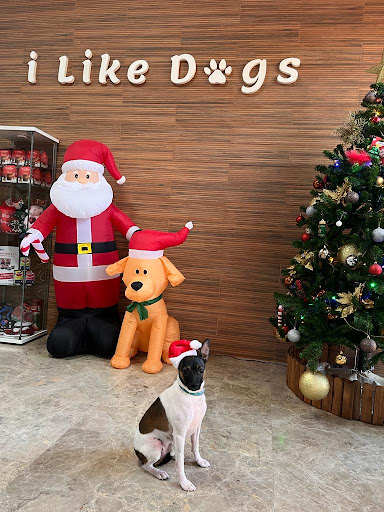 iLikeDogs - Visual