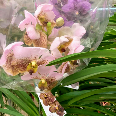 Orquidário Park das Orquídeas, Mato Grosso, Brazil