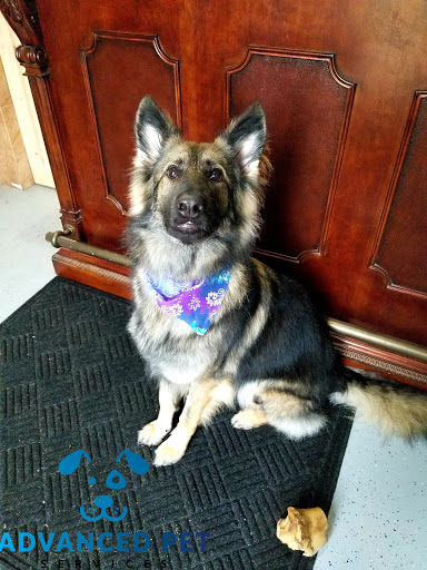 Advanced Pet Services Gallery - United States