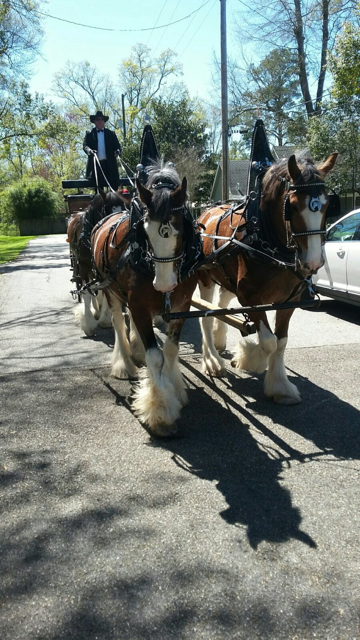 Honey Island Clydesdales