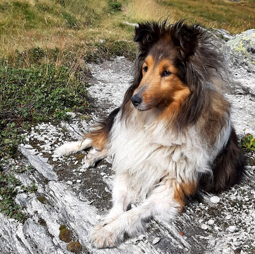 Centro Veterinario alla Ressiga SA