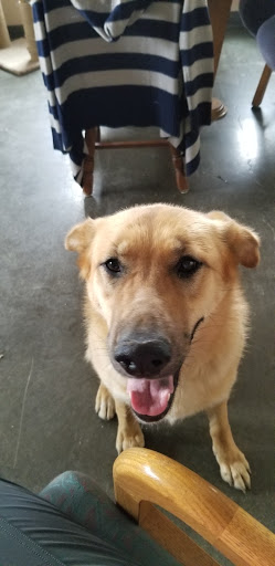 Pincher Creek Humane Society - Thumbnail