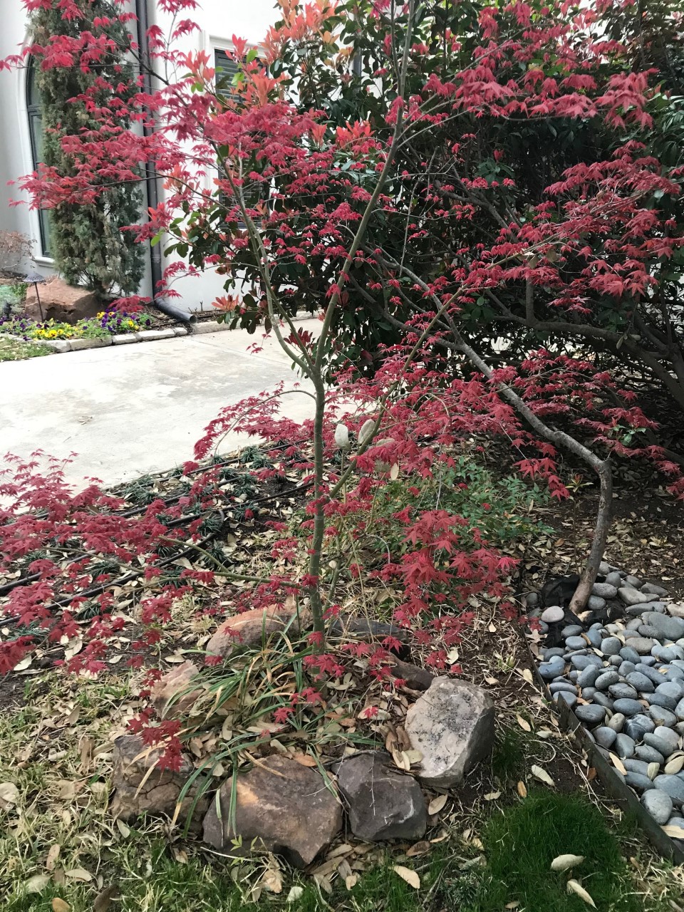 Metro Maples