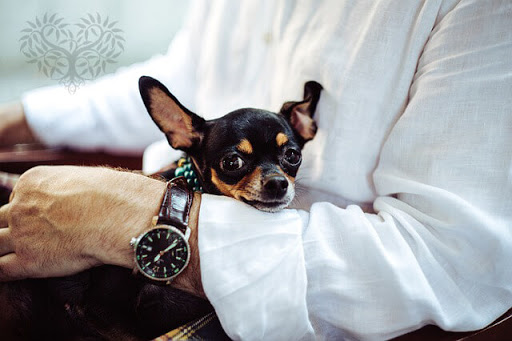 Pet Haven Gold Coast - Thumbnail