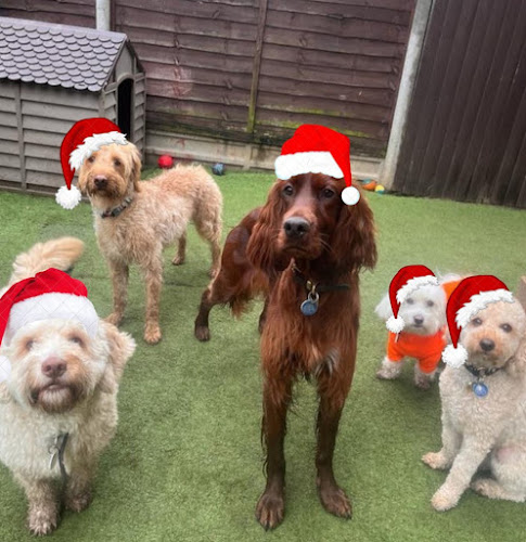 Happy Hounds & Cooler Cats Phone number