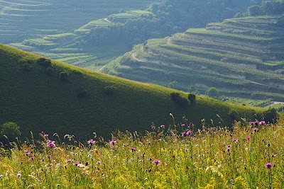 Photos of Kaiserst&uuml;hler Tourist information e.V.