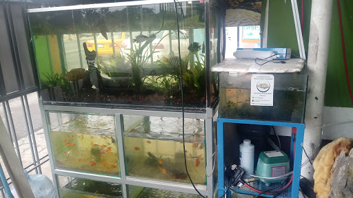 Aquarium Naturaleza Acuatica - Thumbnail