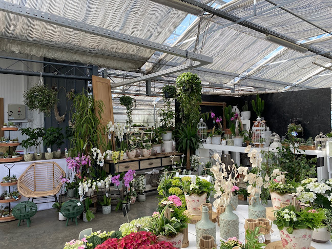 https://fleuristes-et-fleurs.com/fleuriste/la-roseraie-de-verlinghem-verlinghem-59237-1