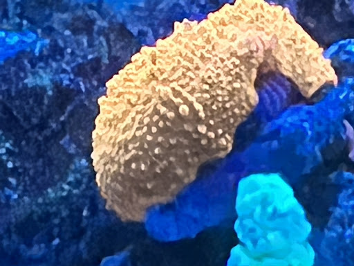 Reef Dynamics - Visual