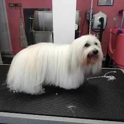 Photo n°17 de SWEETY DOG à Royan (Toiletteur)