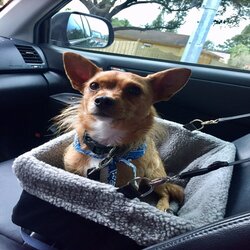 DoggyDay Inn Resort, Daycare & Grooming photo 20